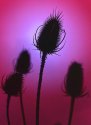 teasles