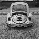 Beetle Rear, Florence