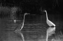 Canon FL 1200mm f/11 Egret Heron