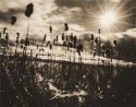 Rapture