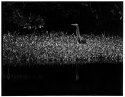 Tiger heron, red mangroves