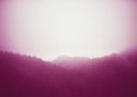 Purple Haze