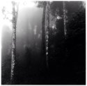 Cloud forest dawn