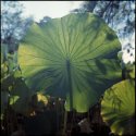 Backlit Lotus Leaf