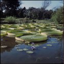 African Lilies