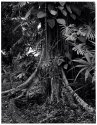 Ramon tree, buttresses, epiphytes