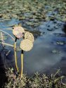 Lotus Pods Trio