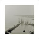 Foggy Morning