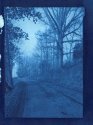 1st cyanotypes