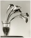 Callas #???