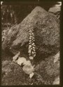 Penny Wort  or  Navel Wort