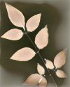 Nandina