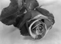 Red Rose