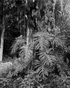 Epiphytes, Jungle giant