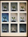 Drying Tulips I-IX