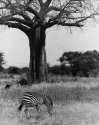 Zebra grazing, Baobab.  Tarangire, Tanzanija