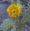 Cactus Flower