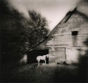 Horsey