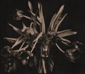 TulipMania