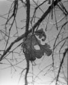 Last Leaves