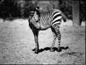 Baby-zebra