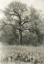 Post Oak Savannah Lith