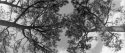 Horizont Pine Trees