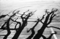 Shadows
