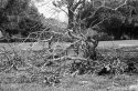 Fallen
