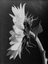 Sunflower II