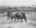 Zebras, Ngorongoro, Tanzania
