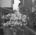 Magnolia stellata