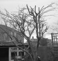 Old Apple Tree (Laxton's Epicure)