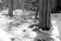 Upland Stream In Snow Resize Sharp