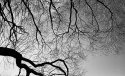 Tree Branches Apug