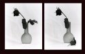 Rose Diptych