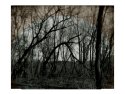 Bowing Tree I