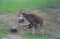 Giraffes