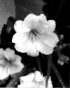Stella Doro Lily