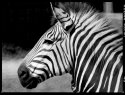 IMG_20160403_0039