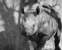 Rhino
