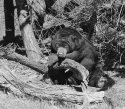 Sun Bear