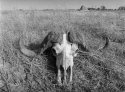 Cape buffalo skull, Okavango, Botswana