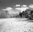 Infrared #5