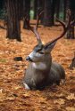 Wildlife In Yosemite