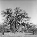 Triple Baobab, Ntwetwe Pan, Botswana