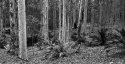 Forest Apug