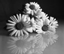 Reflected Flowers