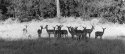 Impalas, buck and harem