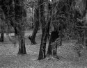 Backyard test2